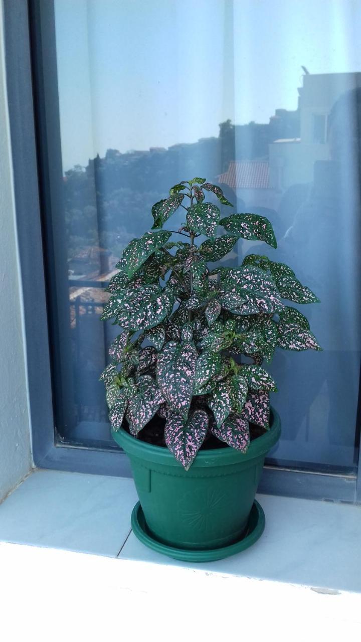 Kruja Hostel エクステリア 写真
